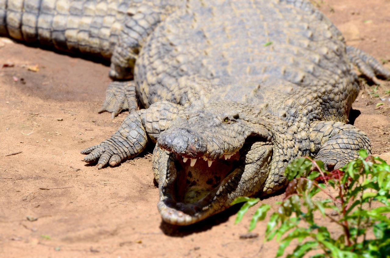 Vila Phezulu Safari Park Botha's Hill Exteriér fotografie