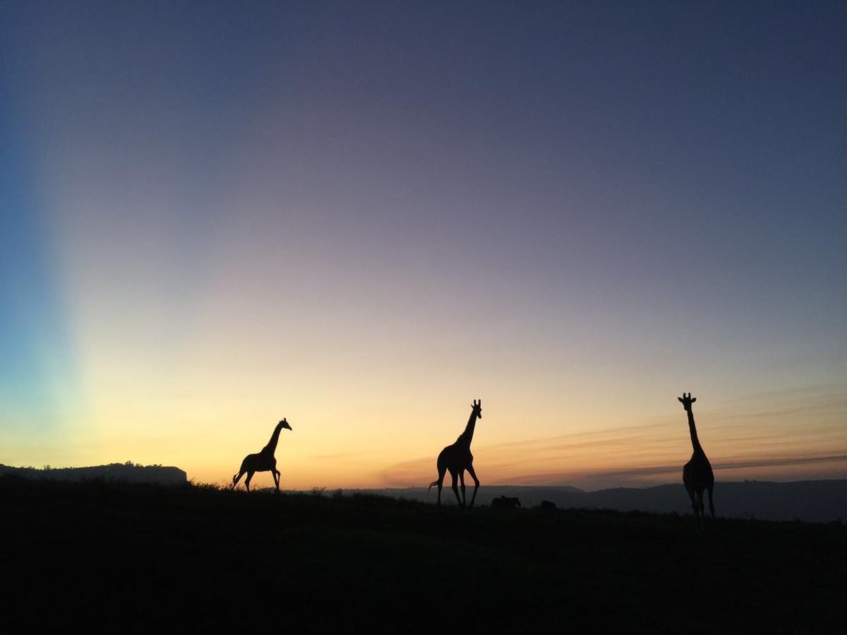 Vila Phezulu Safari Park Botha's Hill Exteriér fotografie