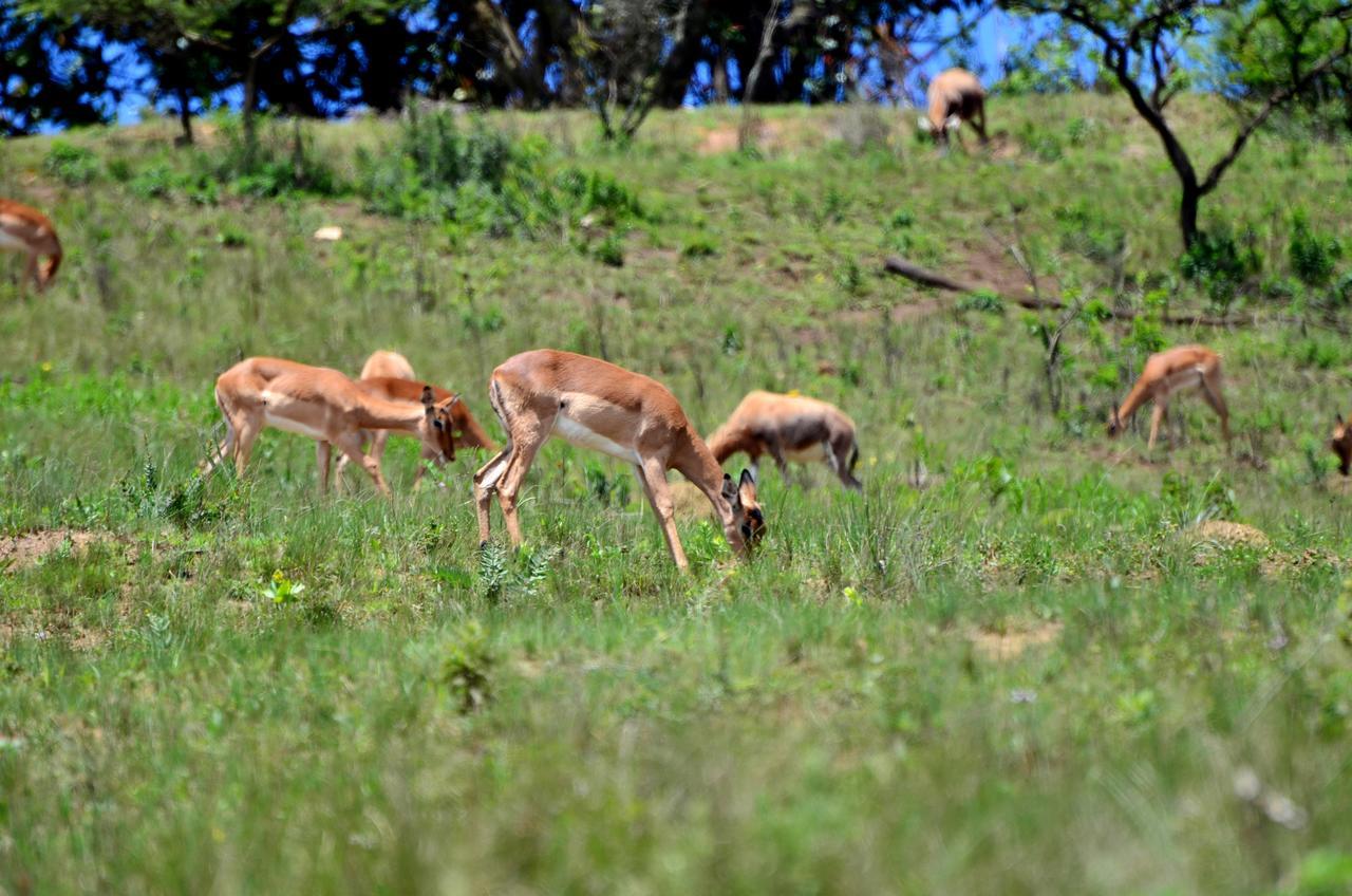 Vila Phezulu Safari Park Botha's Hill Exteriér fotografie